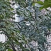 �����, 49 ���, �����