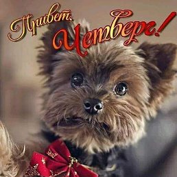 ��������, �����������, 40 ���