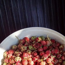 ��������, ����, 39 ���