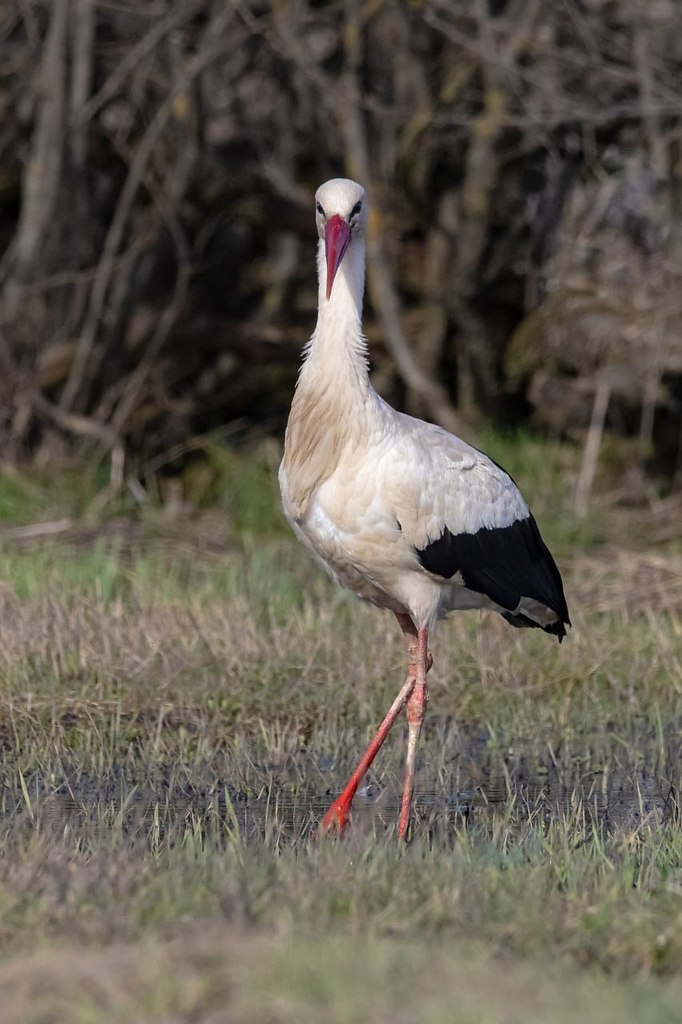  ,    ,      . ... - 5