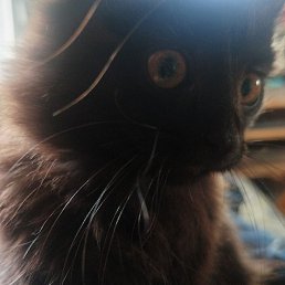 �������, �����, 44 ����