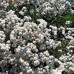 ���� ����, ����������, 39 ��� - ��������� 8 ������ 2026