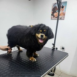 `~ �������� ~`, ��������, 53 ����