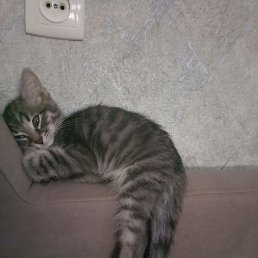 �����, ������, 42 ����