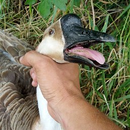 ��������, ������ ��������, 27 ���