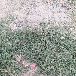 Himanshu Tomar, �������, 18 ���