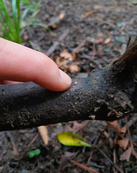  Mycena roseoflava -  ,      .  ... - 3