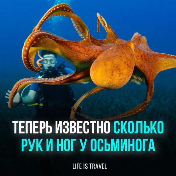 Европейская группа ученых обнаружила подтверждение тому, что осьминог использует 6 из своих 8 ...