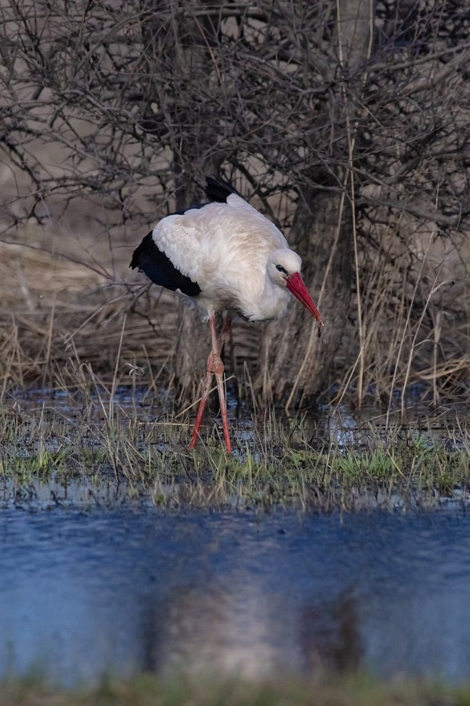  ,    ,      . ... - 4