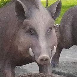 �����, ������, 39 ���