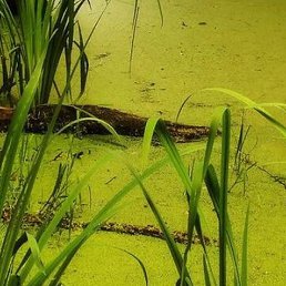 ����, ������, 38 ���