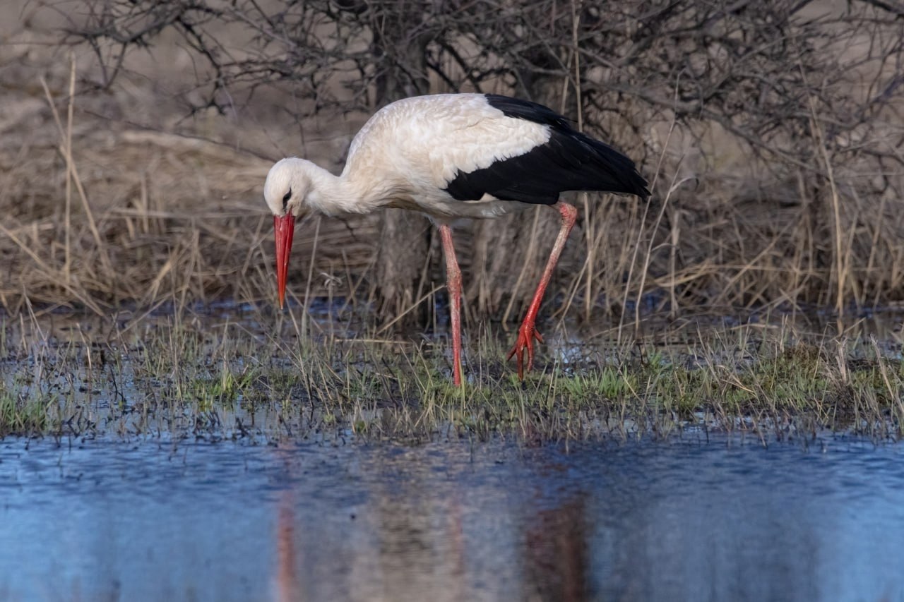  ,    ,      . ... - 2