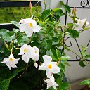 ���� Uegenia, ʸ���, 65 ��� - ��������� 22 �������� 2025 � ������ ���� ����������