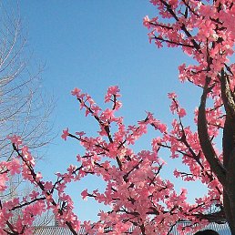 �����, ���������, 53 ����