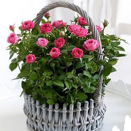 Nata, �����-���������