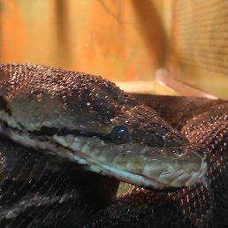 Sekret, ������, 46 ���