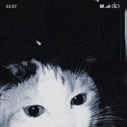 Mehmet, ������, 22 ����