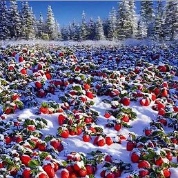 ������, �����-���������, 42 ����