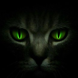 �������, ������, 43 ����