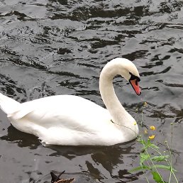 ����, ������, 47 ���