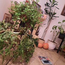 �����, ������, 61 ���