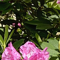 �����, ����������