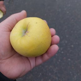 ������, ������, 44 ����