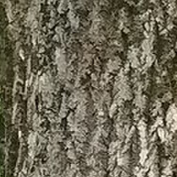 ����, ������, 60 ���