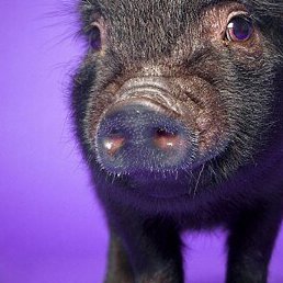 Howard, ������������, 35 ���