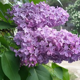 ���� �����, �����������, 60 ��� - ��������� 17 ������ 2026