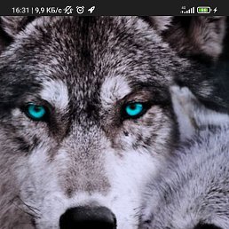 Sheroz, �����-���������, 54 ����