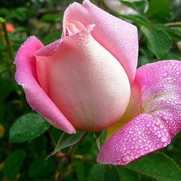 ����, �����-���������, 78 ���