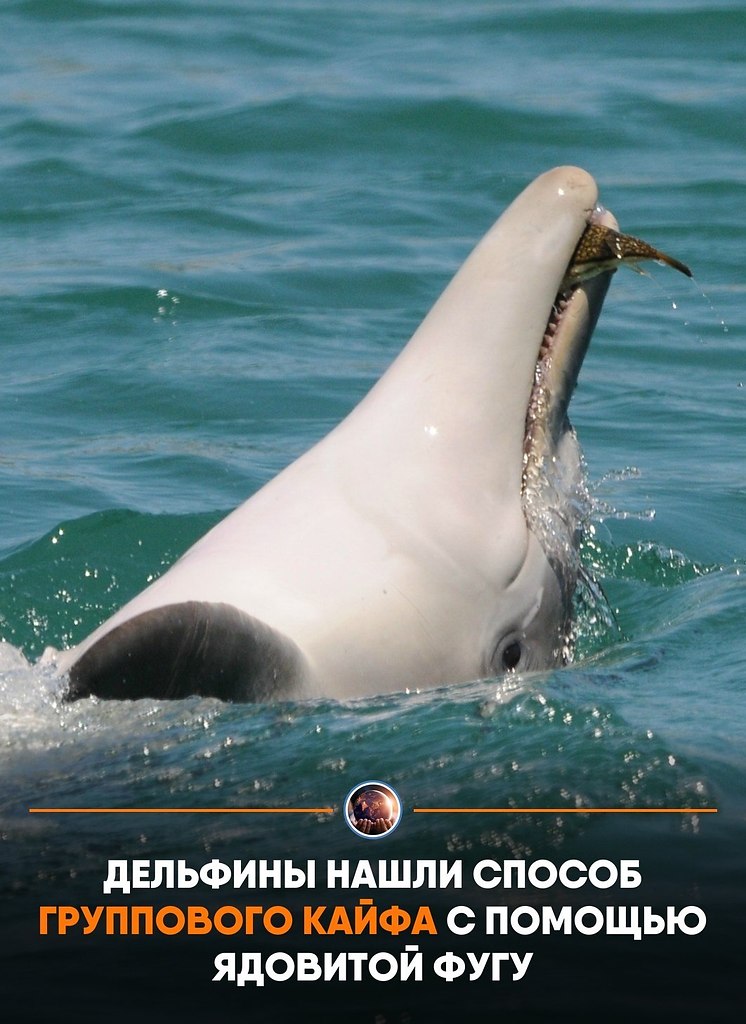 ����e �opc��e ��e�o���a���e �p���c��a�� p��� ����, ���e������ �e�po�o�o�c��, � �epe�a�� e� �p�� ...