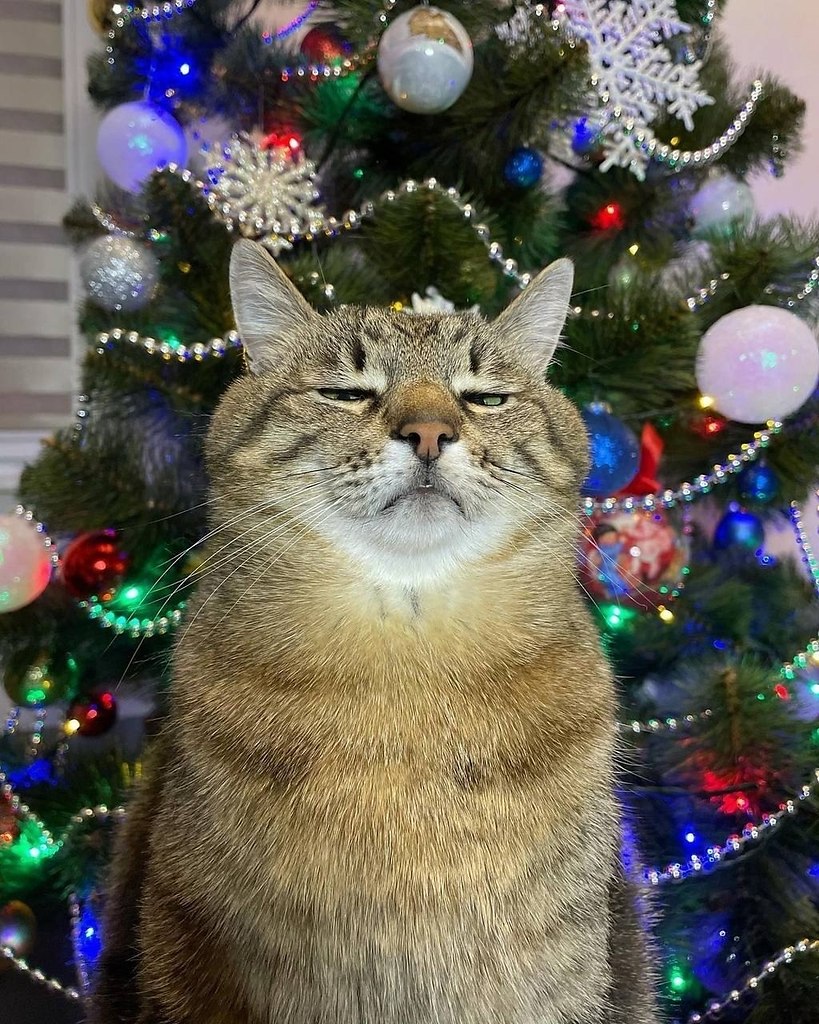 Когда мама заставила тебя сфотографироваться у ёлки, чтобы отправить всем родственникам вместо ...