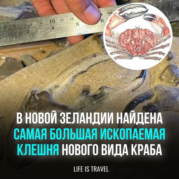 На пляже Уэйтотоу в Новой Зеландии обнаружены окаменелые остатки краба, принадлежащие новому виду ...