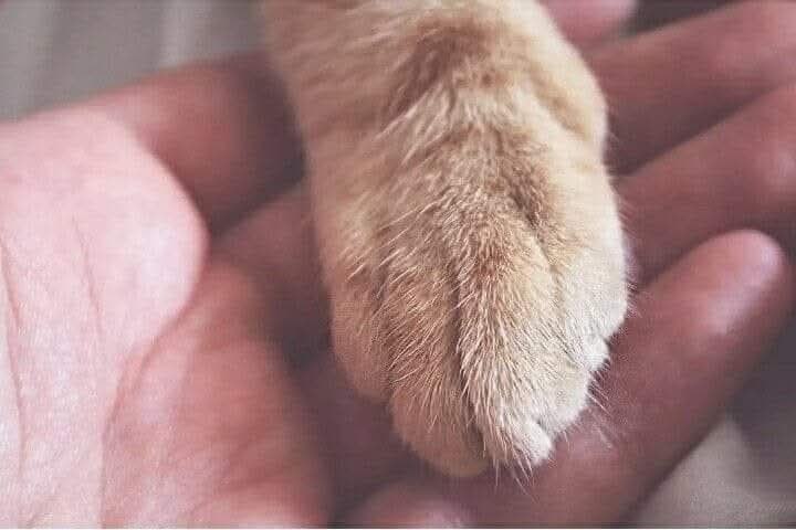 КОТ МИШКА.Лапа кота в моей руке и я растерянно перебираю каждый пальчик, шлифую каждый коготок. Мне ...