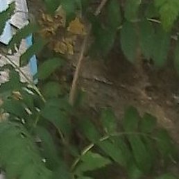 �������, �������, 62 ����