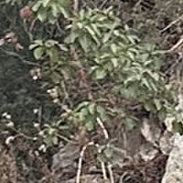 Hamza, ������, 32 ����