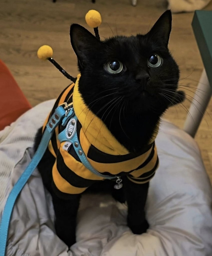 Когда ты пчёлка, но всё равно главный хищник в доме! - 2