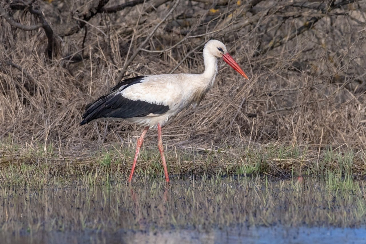  ,    ,      . ... - 3