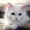 ���� ��������, ɸ�������, 56 ��� - ��������� 11 ���� 2026 � ������ ����