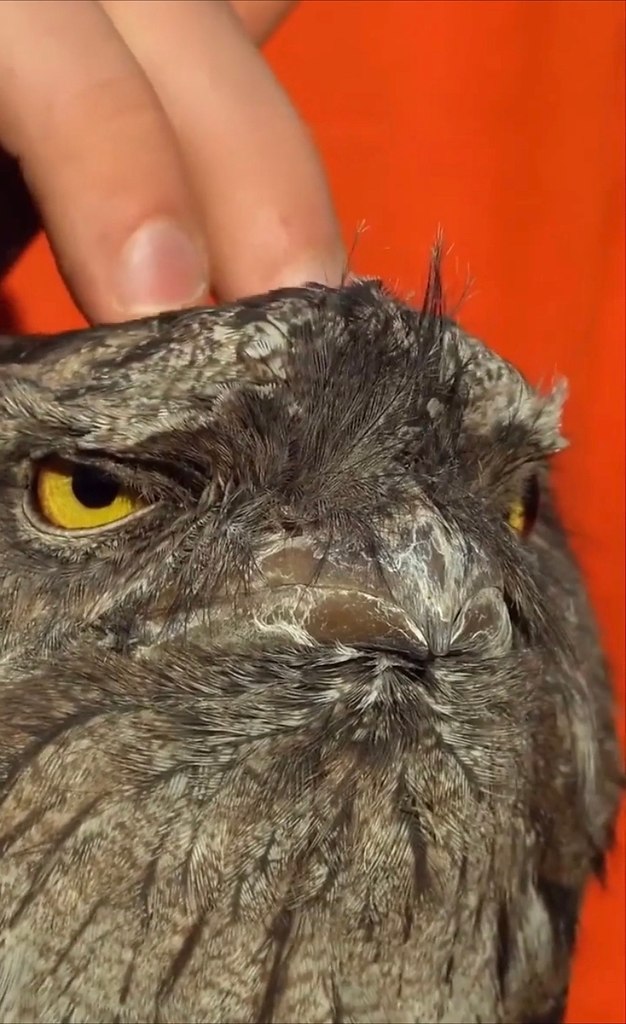 a opo  oa  ca cpa  cpa. ceoe pe co o eoo ... - 2