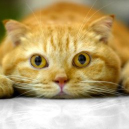 ���� Dmitriy, ����, 53 ���� - ��������� 20 ���� 2025