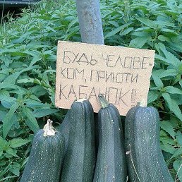 ����, ��������, 50 ���