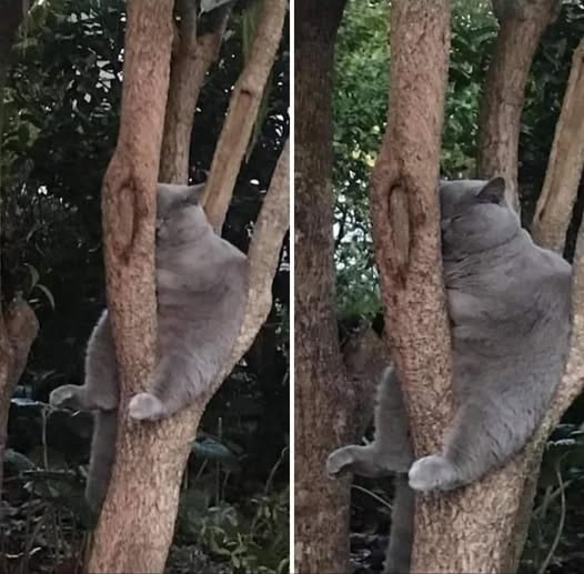   )))