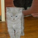 ���� Raleksandr, ���������, 51 ��� - ��������� 29 ������ 2023 � ������ ���� ����������