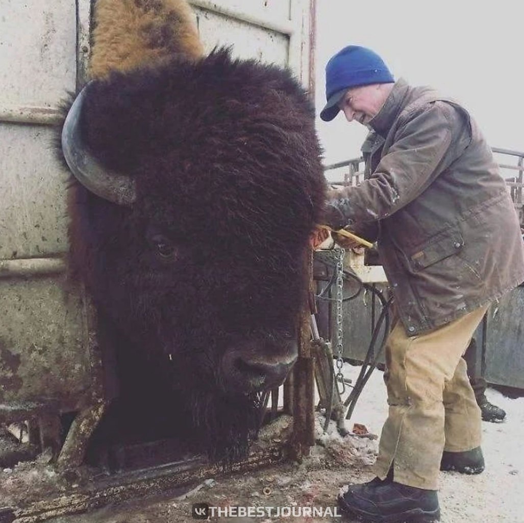 Наглядная фотография показывает, насколько огромны бизоны. К 1800 году на территории Америки обитало ...