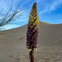  , , 65  -  15  2024   .