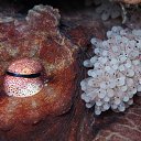 ���� ��������, �������, 55 ��� - ��������� 12 ������� 2026 � ������ ������ ��������