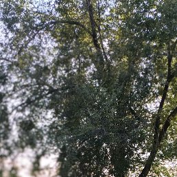 �������, ����������, 52 ����